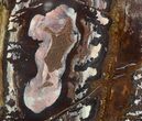 Polished Outback Jasper - Paynes Find, Western Australia #65667-1